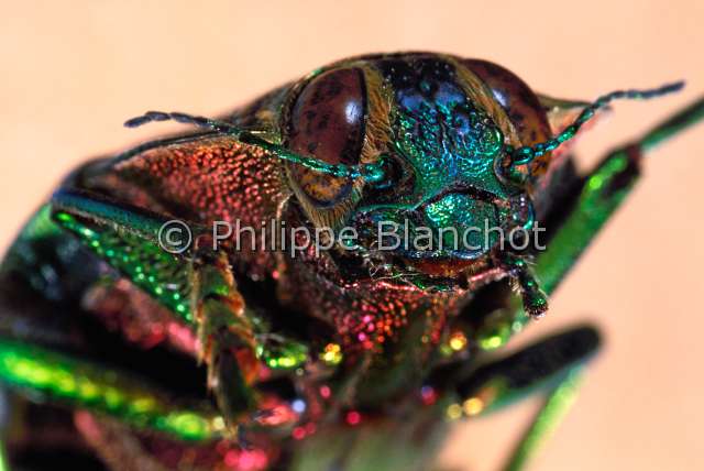 Polybothris quadricollis.JPG - Polybothris quadricollis (Portrait)Buprestejewel beetleColeopteraBuprestidaeMadagascar